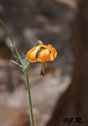 Lilium columbianum